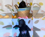Small Photo #1 Goldendoodle-Sheepadoodle Mix Puppy For Sale in SAN ANTONIO, TX, USA