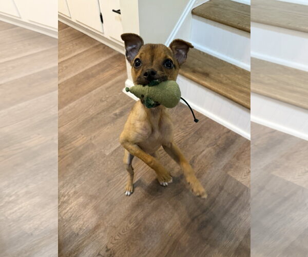 Medium Photo #5 Bulldog-Chihuahua Mix Puppy For Sale in North Royalton, OH, USA