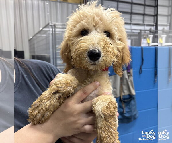 Medium Photo #1 Mutt Puppy For Sale in Washington, DC, USA