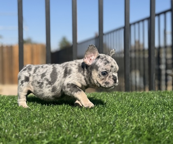 Medium Photo #3 French Bulldog Puppy For Sale in VIRGINIA BEACH, VA, USA