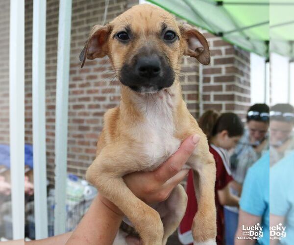 Medium Photo #6 Mutt Puppy For Sale in Washington, DC, USA