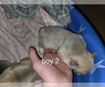 Small #4 French Bulldog