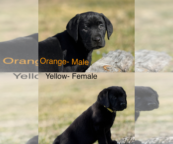 Medium Photo #1 Labrador Retriever Puppy For Sale in KING WILLIAM, VA, USA