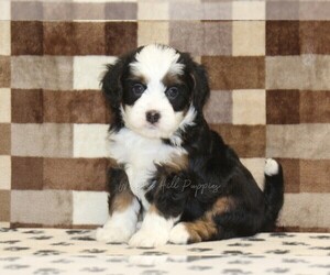 Bernedoodle (Miniature) Puppy for sale in DENVER, PA, USA