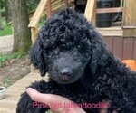 Small Photo #5 Labradoodle Puppy For Sale in BROKEN BOW, OK, USA