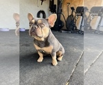Small Photo #3 French Bulldog Puppy For Sale in TEMECULA, CA, USA