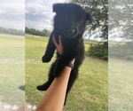 Small Photo #7 German Shepherd Dog Puppy For Sale in ALMA, GA, USA