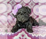 Small #5 Poodle (Toy)-Yorkshire Terrier Mix