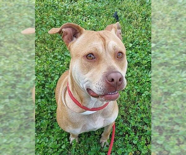 Medium Photo #1 American Staffordshire Terrier-Unknown Mix Puppy For Sale in Fort Lauderdale, FL, USA