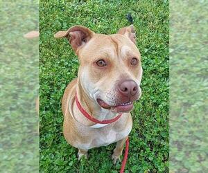 American Staffordshire Terrier-Unknown Mix Dogs for adoption in Fort Lauderdale, FL, USA