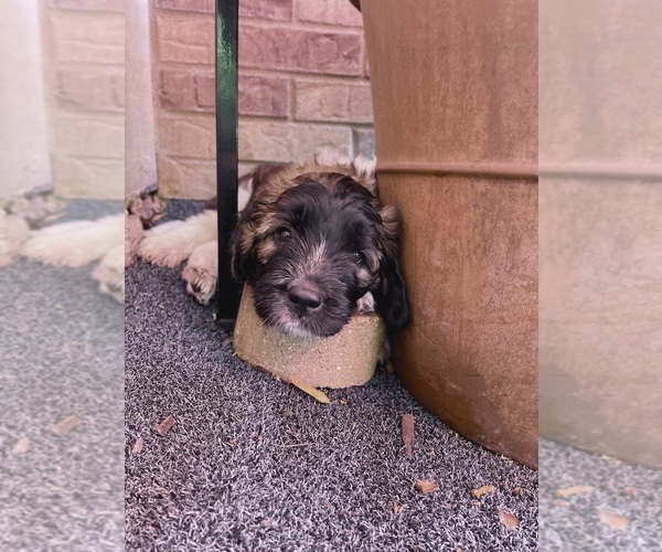 Medium Photo #3 Saint Berdoodle Puppy For Sale in ELK RIVER, MN, USA