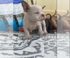 American Bully Puppy for sale in ORLANDO, FL, USA