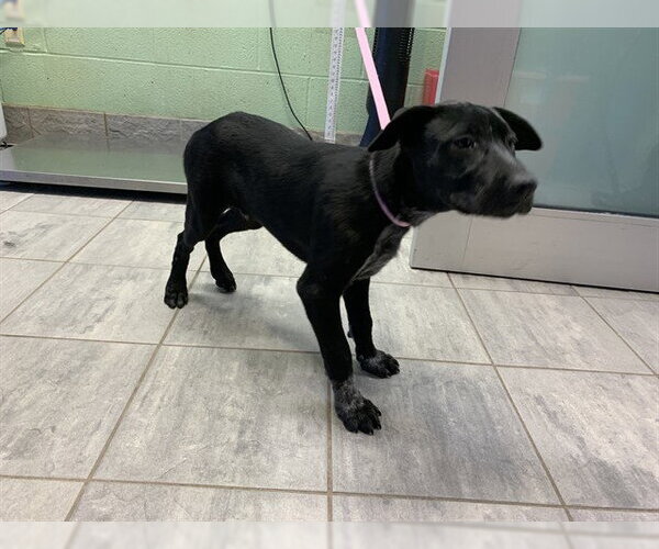 Medium Photo #1 Labrador Retriever-Unknown Mix Puppy For Sale in Grand Prairie, TX, USA