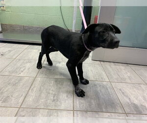 Labrador Retriever-Unknown Mix Dogs for adoption in Grand Prairie, TX, USA