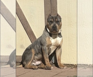 Father of the American Bully puppies born on 04/16/2026