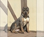 Small Photo #1 American Bully Puppy For Sale in AURORA, CO, USA