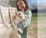 Small Photo #28 Siberian Husky Puppy For Sale in TRIMBLE, MO, USA