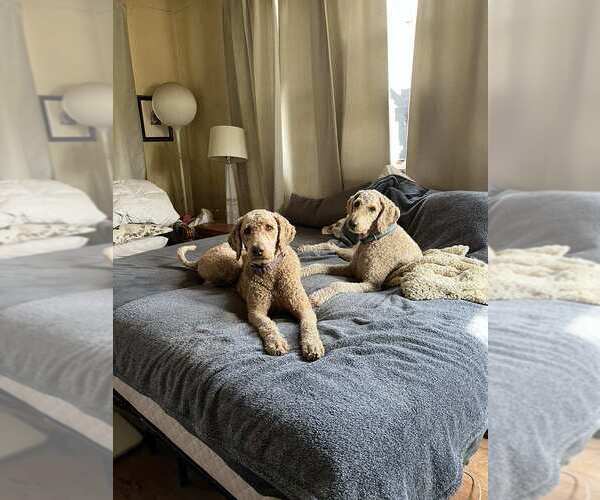 Medium Photo #1 Goldendoodle Puppy For Sale in SAN ANTONIO, TX, USA