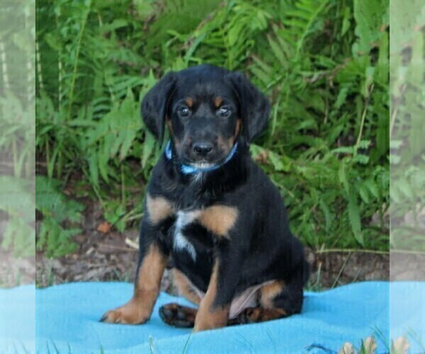 Medium Photo #1 Bluetick Coonhound-Irish Setter Mix Puppy For Sale in KINZERS, PA, USA