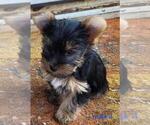 Small #11 Yorkshire Terrier