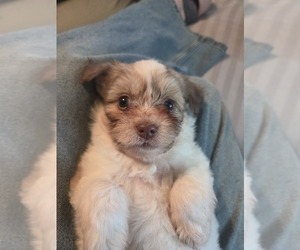 Maltipom-Pomeranian Mix Puppy for sale in HUDSON, MA, USA