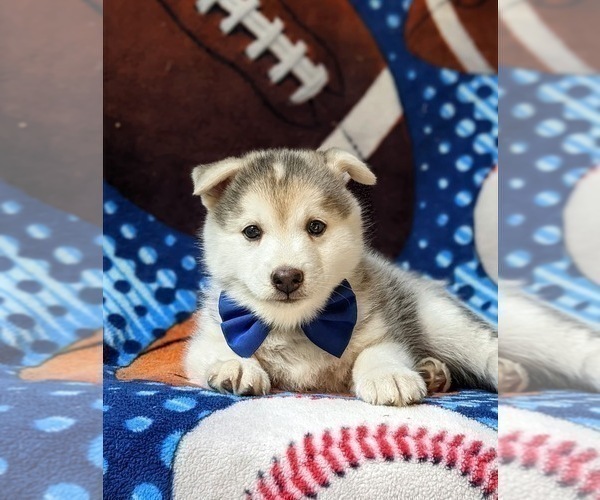 Medium Photo #4 Pomsky Puppy For Sale in QUARRYVILLE, PA, USA