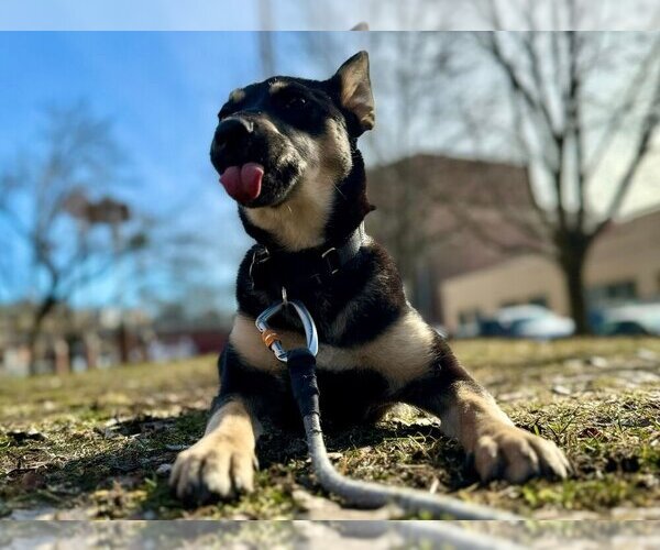 Medium Photo #14 Mutt Puppy For Sale in Boston, MA, USA
