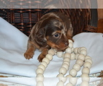 Small #5 Dachshund