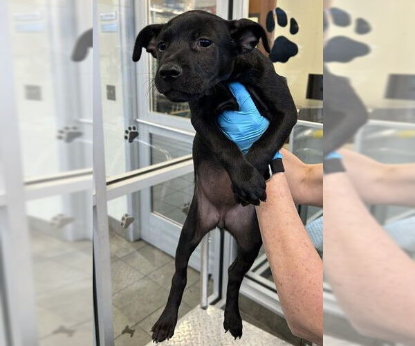 Medium Photo #1 Labrador Retriever-Unknown Mix Puppy For Sale in San Antonio, TX, USA