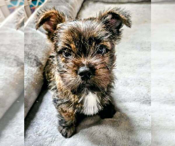 Medium Photo #2 Cairn Terrier-Unknown Mix Puppy For Sale in Springdale, PA, USA