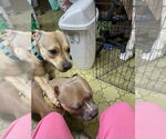 Small #3 American Staffordshire Terrier-Chinese Shar-Pei Mix