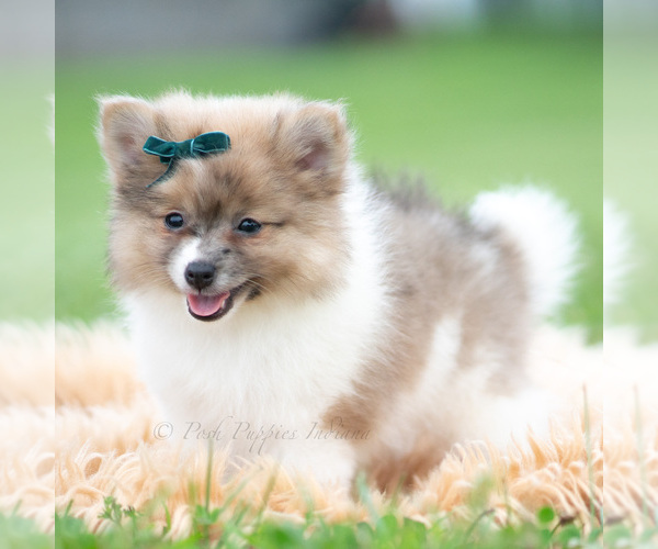 Medium Photo #44 Pomeranian Puppy For Sale in WARSAW, IN, USA