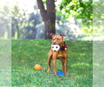 Small #2 Mutt