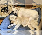 Small #20 Pug Mix