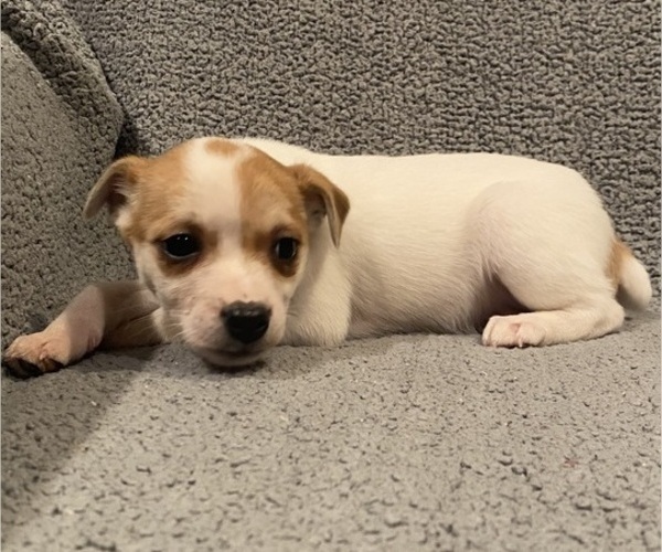 Medium Photo #35 Jack Russell Terrier Puppy For Sale in RICHMOND, MI, USA