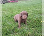 Small Photo #12 Labrador Retriever Puppy For Sale in GREENWOOD, WI, USA