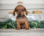 Small #2 Dachshund