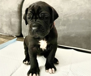 Great Dane Puppy for sale in BRASELTON, GA, USA