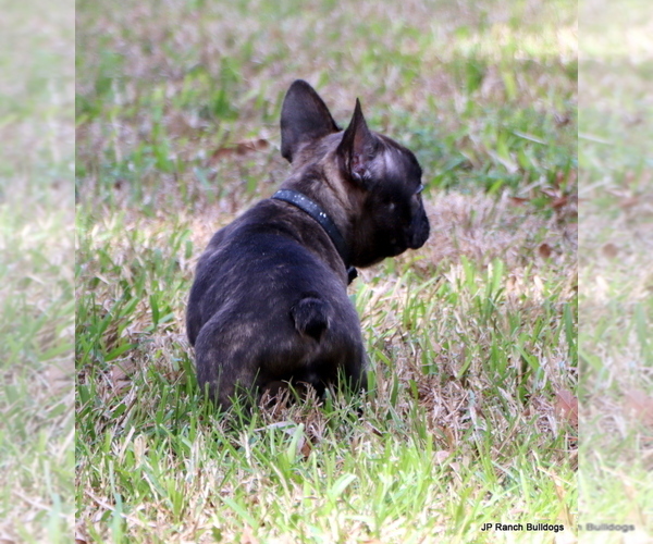 Medium Photo #10 French Bulldog Puppy For Sale in WINNSBORO, TX, USA