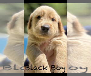 Golden Retriever Puppy for sale in MOREHEAD, KY, USA