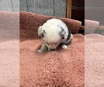 Small Photo #10 Australian Shepherd Puppy For Sale in AUBURN, IN, USA