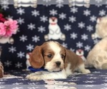 Small Photo #2 Cavalier King Charles Spaniel Puppy For Sale in CLAY, PA, USA