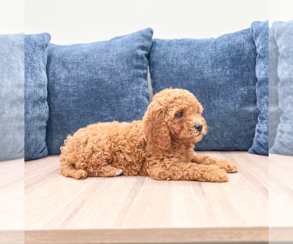 Medium Photo #3 Miniature Labradoodle Puppy For Sale in MILLERSBURG, OH, USA