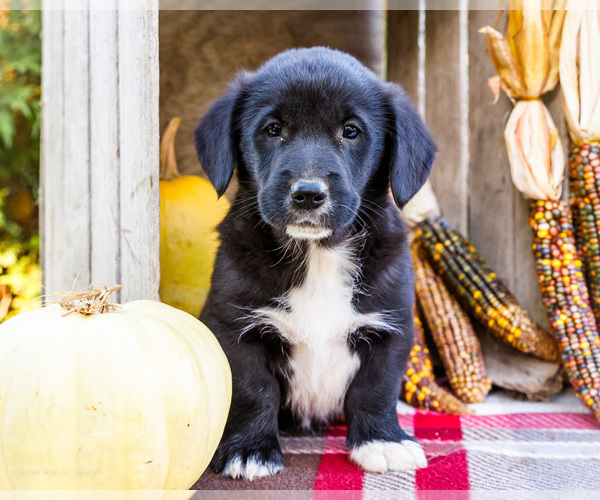 Medium Photo #1 Golden Retriever-Pembroke Welsh Corgi Mix Puppy For Sale in WAKARUSA, IN, USA