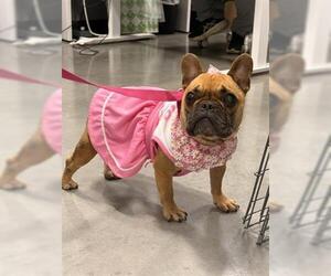 French Bulldog Dogs for adoption in San Martin, CA, USA