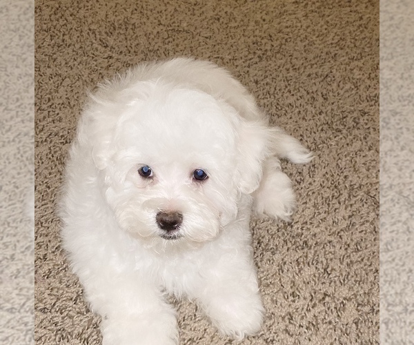 Medium Photo #21 Maltese Puppy For Sale in KANSAS CITY, MO, USA