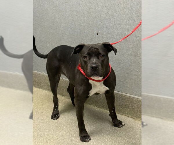 Medium Photo #1 Mutt Puppy For Sale in Las Vegas, NV, USA