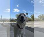 Small #3 Golden Retriever Mix