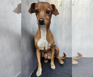 Chihuahua-Unknown Mix Dogs for adoption in San Antonio, TX, USA