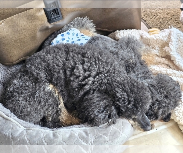Medium Photo #4 Poodle (Toy) Puppy For Sale in STILLWATER, MN, USA